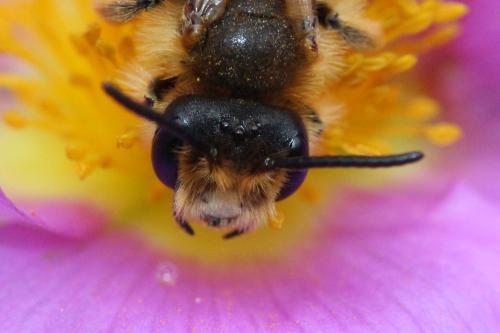 Andrena limbata
